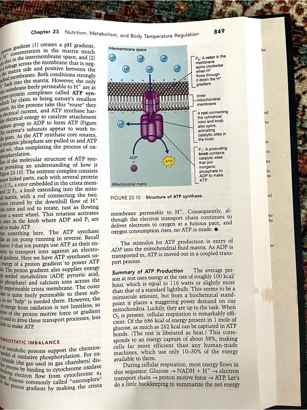 Pearson hardcover anatomy